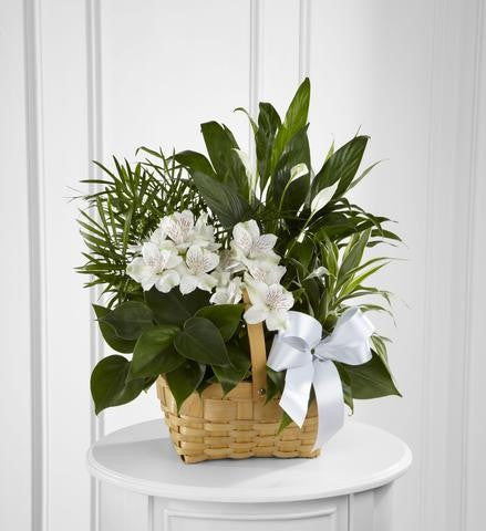 The FTD Peace & Serenity Dishgarden (S9-4454)