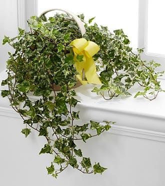 The FTD® Solace™ Ivy Planter